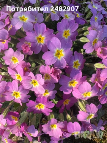 Градинска иглика - корен, снимка 2 - Разсади - 54116333