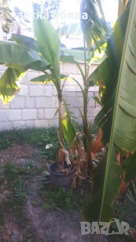 Бананова палма, снимка 4 - Градински цветя и растения - 32598426