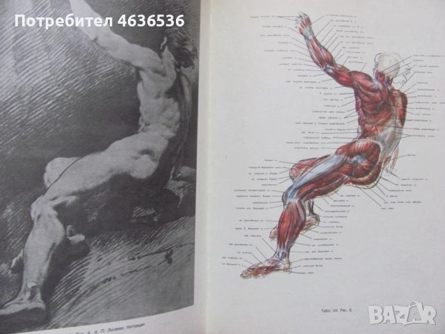 Книга Пластическая анатомия и изображения человека, 1985г., снимка 4 - Специализирана литература - 53255032