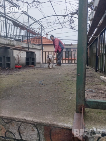 Питбул син нос , снимка 17 - Питбул - 53295871