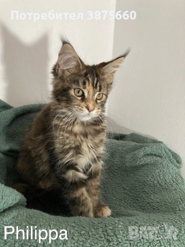 Мейн-куун котенца, снимка 7 - Мейн кун - 52347447