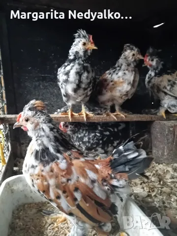 Продавам пиленца Бреговска джинка, снимка 2 - Кокошки и пуйки - 56272502