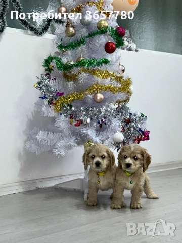 Американски кокер шпаноли