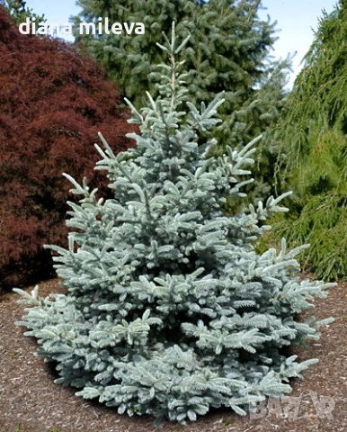 Сребрист смърч, Picea pungens 'Misty Blue', снимка 3 - Градински цветя и растения - 52436705
