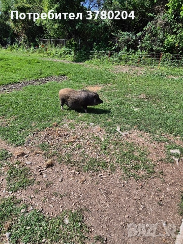 Виетнамски прасета