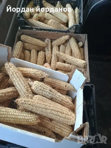 Продавам бяла царевица 🌽, снимка 6 - Домашни продукти - 47553907