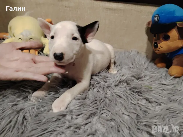 Миниатюрен Бултериер!Мини Бултериер , снимка 7 - Бултериер - 43985072