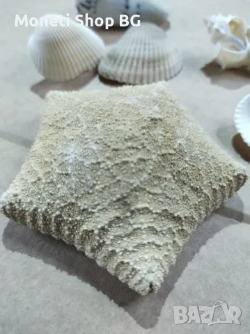  Океански дарове., снимка 3 - Други ценни предмети - 48936295