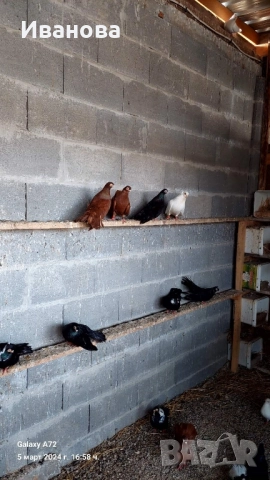 Гълъби декорация и д-р, снимка 13 - Гълъби - 52317736