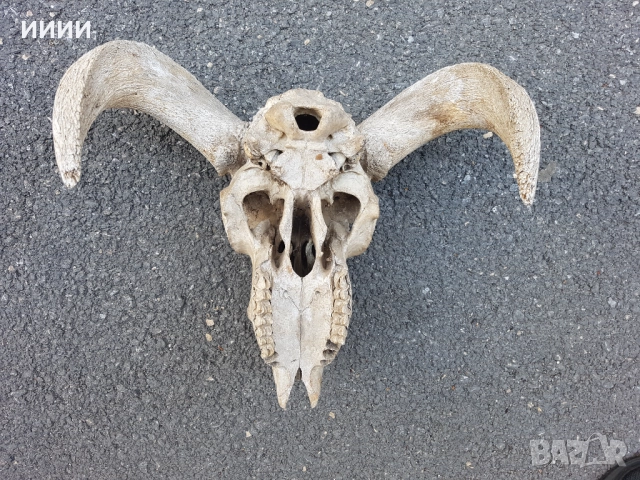 Ловен трофей Козирог , снимка 2 - Антикварни и старинни предмети - 51880459