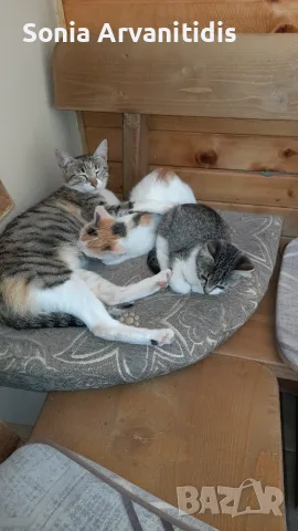 Котета 3 м. Родени 17.7, снимка 4 - Други - 56440620