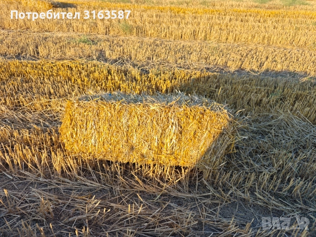 Пшенична слама , снимка 2 - За селскостопански - 52544293