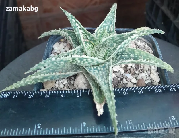 Алое (Aloe rauhii), сукулентно растение