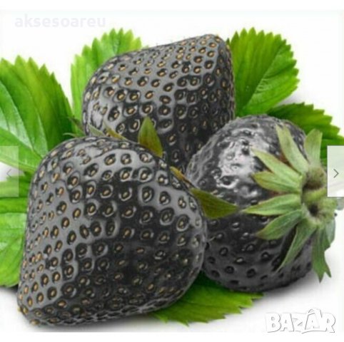 200 семена от плод черна ягода черни ягоди органични плодови ягодови семена от вкусни ягоди отлични , снимка 13 - Сортови семена и луковици - 37706890