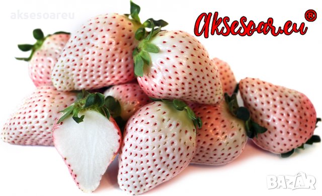 100 семена от плод бяла ягода органични плодови бели ягодови семена от вкусни ягоди отлични плодове , снимка 9 - Сортови семена и луковици - 37706682