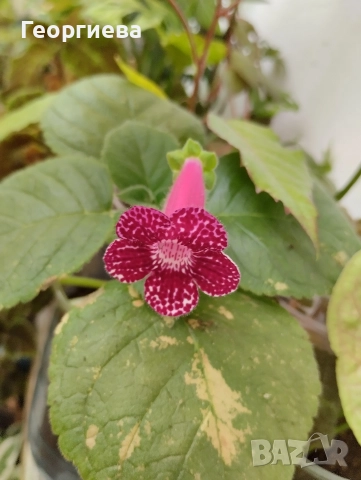 разменям ризоми от колерия, снимка 14 - Стайни растения - 52913679