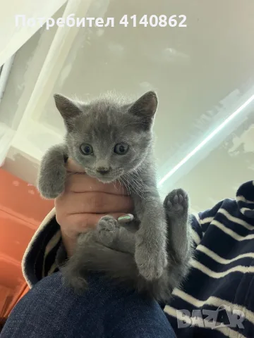 Шотландски клепоухи , снимка 8 - Британска късокосместа - 56370005