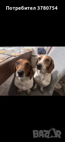 Дакел пиебалд piebald dachshund , снимка 7 - Дакели - 56338485