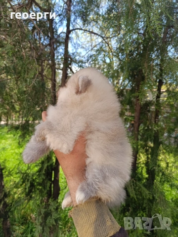 Померан, снимка 3 - Померан - 54261792