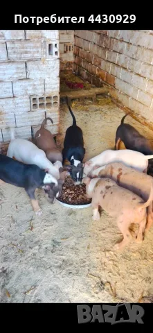 American Bully XL, снимка 8 - Американски стафордширски териер - 56546345