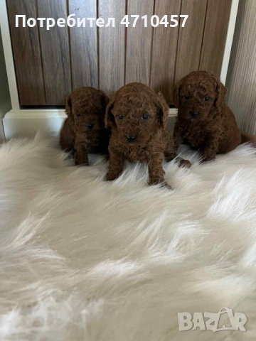  Пудел той момченца и момиченца, снимка 4 - Пудели - 53118261