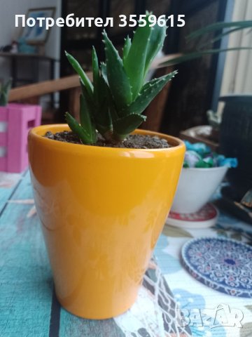 керамична саксия с екзотично растение, снимка 3 - Стайни растения - 40344590