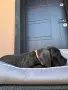 Кане Корсо - Cane Corso кученца, снимка 4