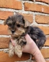 Йоркширски териер мини-мерле!!!, снимка 4