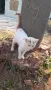 Котета 6 бр. На 2 м., снимка 4