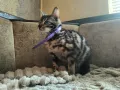 Бенгалска котка, снимка 1