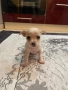 Продават се Чихуахуа и Пинчери, снимка 12