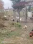 патки гъски петли кокошки, снимка 2