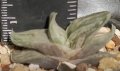 Гастералое (Gasteraloe green ice colorata variegata), вкоренено сукулентно растение