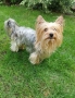 Йоркширски териер , снимка 10