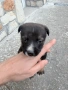 Подарявам мъжко кученце на около месец, снимка 4