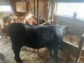       Крава  с  теле  на 6  /шест/ месеца, снимка 2