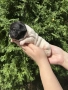  френски булдог/french Buldog, снимка 4