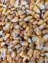 царевица за фураж 🌽, снимка 1