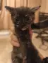 ПОДАРЯВАМЕ КОТЕНЦА, снимка 1