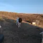 Продавам пръч боер, снимка 2