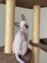 котенца канадски сфинкс - женско, снимка 4