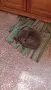 Подарявам котенце, снимка 2
