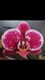 Орхидея фаленопсис, снимка 1 - Стайни растения - 42130731
