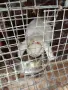 продавам кочовати зайци , снимка 6