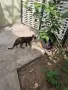 Две бездомни котета , снимка 17