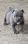 Американско Були Покет/ American Bully Pocket, снимка 14