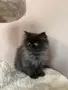 Персийски котенца , снимка 1