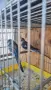 Продавам пойни папагали , снимка 7