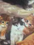 🐱 Колекционерска порцеланова чиния Seltmann Weiden – 1993 г., снимка 2