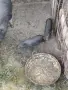 Виетнамски прасета, снимка 2